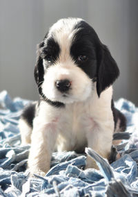 Close-up portrait of puppy