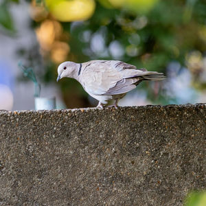 Close-up of seagull perching on retaining wall