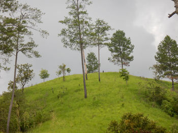 Trees on field against sky