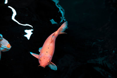 High angle view of fish swimming in sea