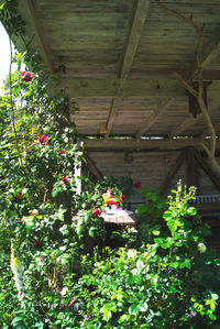 Potted plants in yard