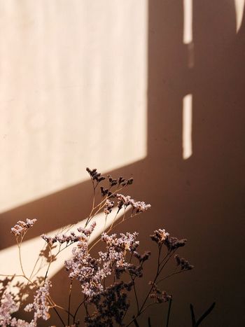 Close-up of flowering plant against wall