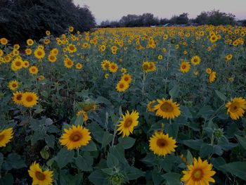 Close-up of yellow flowering plants on field