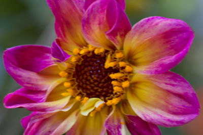 Close-up of yellow flower blooming outdoors