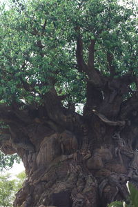 Low angle view of tree in forest