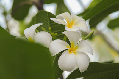 Close-up of white frangipani flowers