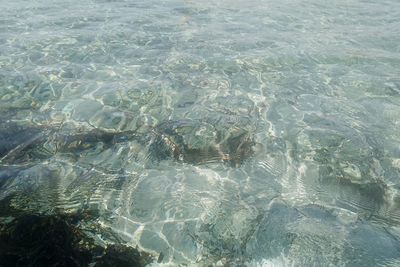 High angle view of fish underwater
