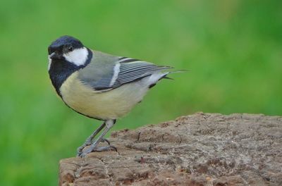  bird perching on rock