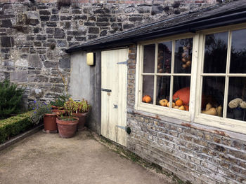 Potted plants on wall of building