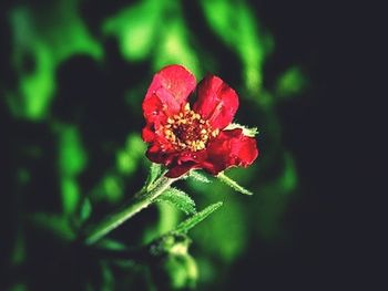 Close-up of red flowers