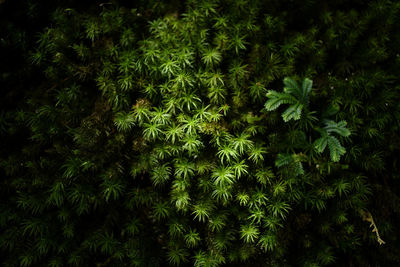 Full frame shot of fresh green plants