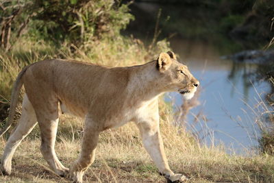 Side view of horse standing on field
