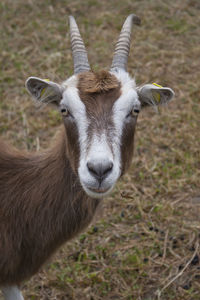 Close-up portrait of goat on field