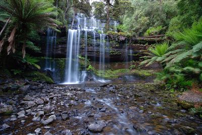 Scenic view of waterfall in forest