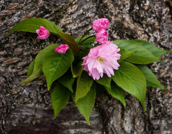 Close-up of pink flowers