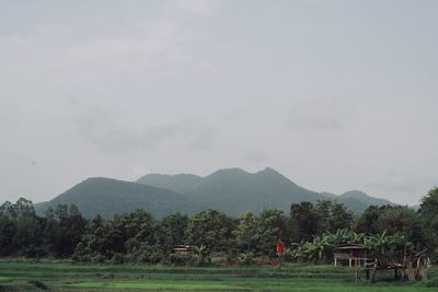 Scenic view of trees on field against sky