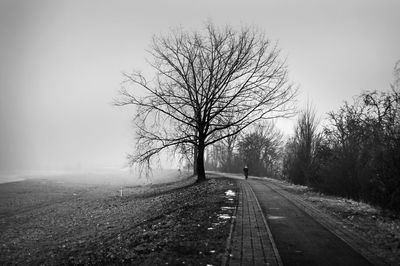 Bare tree by road against sky