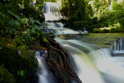 Scenic view of waterfall in forest