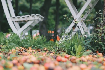 Close-up of plants and bench in park