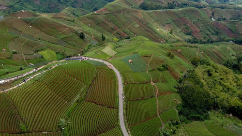 High angle view of agricultural field