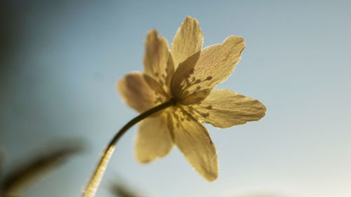 Close-up of yellow flowering plant