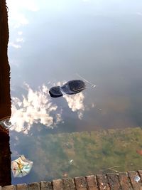 Bird flying over lake against sky