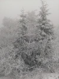 View of trees on snow covered landscape