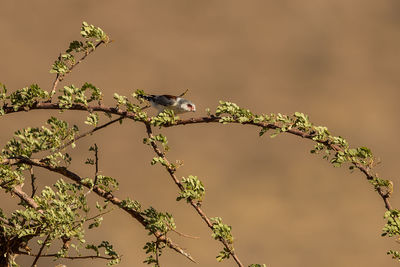 Bird perching on a tree
