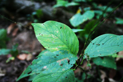 Close-up of leaves