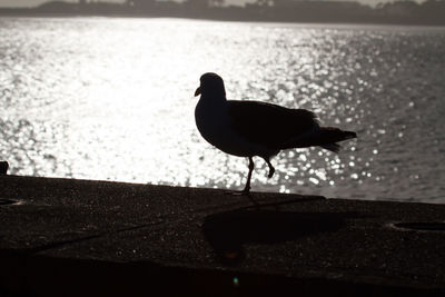 Bird perching on retaining wall by sea