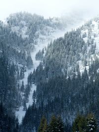 Pine trees in forest