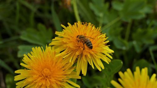 Close-up of bee on yellow flower