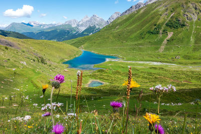 Purple flowering plants on field against sky