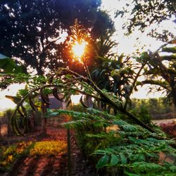 Close-up of plants against sunset