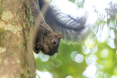 Close-up of a squirrel on tree trunk