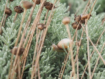 Close-up of flower buds on field