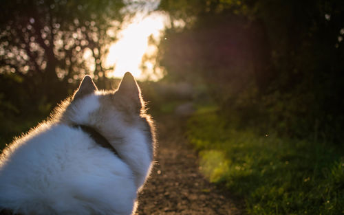 Close-up of dog on field