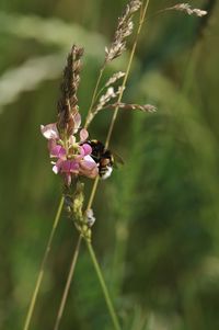 Close-up of bumblebee pollinating on pink flower