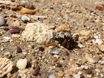 Close-up of crab on sand