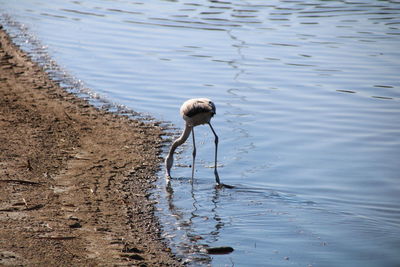 High angle view of bird on beach