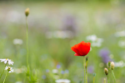 Close-up of poppy blooming on field