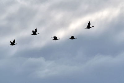 Low angle view of silhouette birds flying
