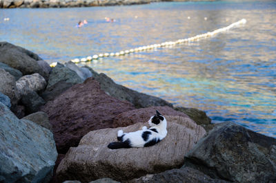Cat next to the beach enjoying the fresh weather