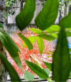 Close-up of leaves on tree