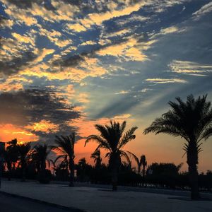 Palm trees at sunset