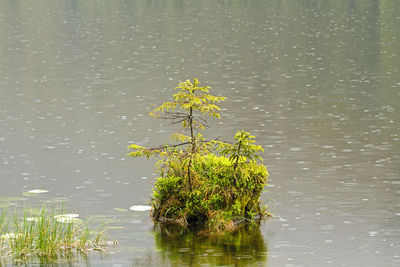 Plant growing by lake