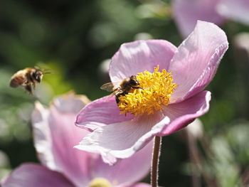 Bee pollinating flower