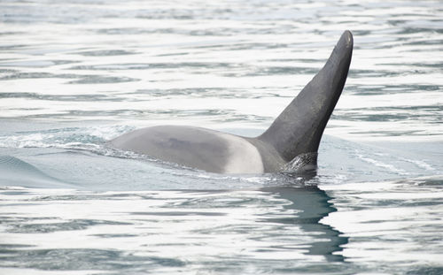 Killer whale swimming in sea