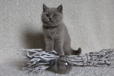 Portrait of kitten sitting on floor