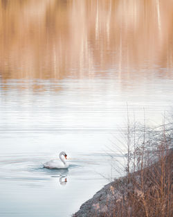 Ducks swimming in lake
